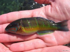 fishing Mallorca