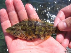 fishing Mallorca