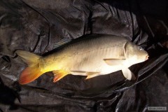Kliknutím fotografii zvětšíte strejdův kapr 70cm a 5,80kg