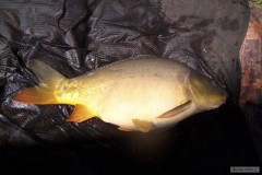 Kliknutím fotografii zvětšíte taťkův kapr 70cm a 7,70kg