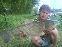 Amur 80cm