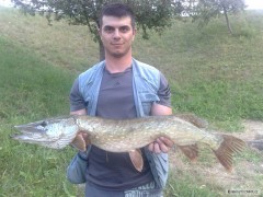 Kliknutím fotografii zvětšíte šťuka 86cm