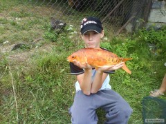 koi-kapr 43 cm