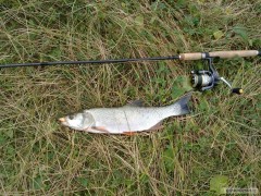 Bole� 51cm
