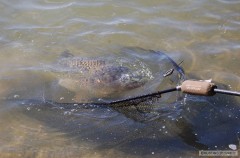Kliknutím fotografii zvětšíte sezona 2010