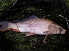 Kapřík 35cm