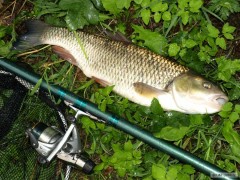 Kliknutím fotografii zvětšíte Udělal mi velkou radost- necelých 53cm