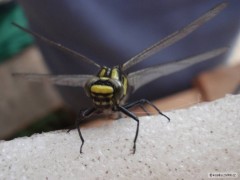 Kliknutím fotografii zvětšíte vážka