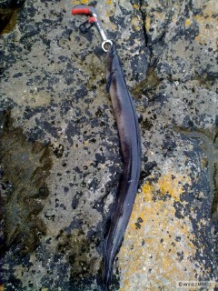 Kliknutím fotografii zvětšíte conger eel