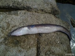 Kliknutím fotografii zvětšíte conger eel