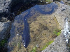 Kliknutím fotografii zvětšíte conger eel