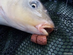 Kliknutím fotografii zvětšíte kapor na Red Halibut pelety
