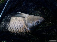 Kliknutím fotografii zvětšíte Black carp
