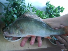 Okoun-33cm