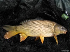 Kliknutím fotografii zvětšíte Lačnovský kapr 47 cm