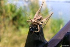 Kliknutím fotografii zvětšíte