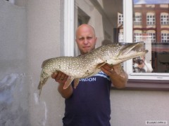 Kliknutím fotografii zvětšíte Štika 82cm,4kg