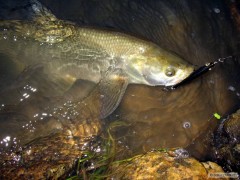 Tentokr�t bodoval Salmo Thrill