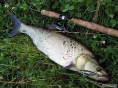 Bolen k 70ti na Salmo Thrill...
