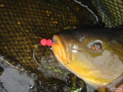 Kliknutím fotografii zvětšíte Chyteny na mini boilies