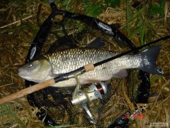 Kliknutím fotografii zvětšíte feeder- kukurica