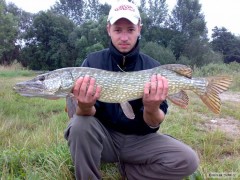 Kliknutím fotografii zvětšíte stika obecna 89cm.6.5kg