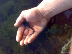 Kliknutím fotografii zvětšíte sumc velky 7 cm
