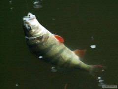 Kliknutím fotografii zvětšíte Okoun 35cm