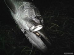 Kliknutím fotografii zvětšíte Dnešní krokodýl