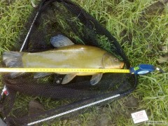 Kliknutím fotografii zvětšíte Lín obecný 41 cm
