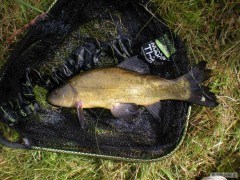 l�nek 36 cm