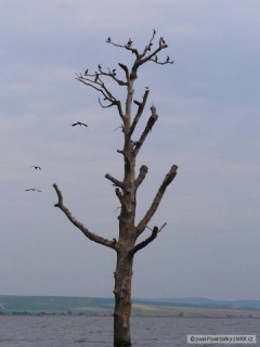 Kliknutím fotografii zvětšíte dyje5