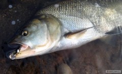 Bolen, kter� si vy�l�pl na Salmo Thrill