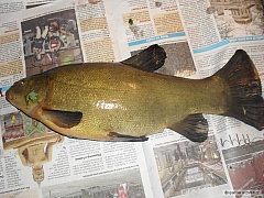 Kliknutím fotografii zvětšíte lín 36cm