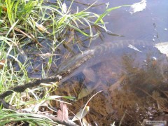 Kliknutím fotografii zvětšíte Esox lucius