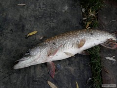 Kliknutím fotografii zvětšíte Štika-71cm