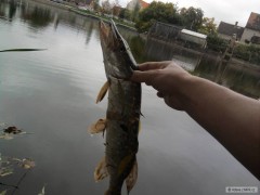 Kliknutím fotografii zvětšíte Podzimní štičky