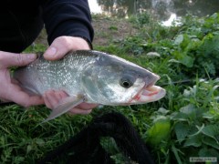 morava 8