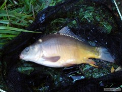 Kliknutím fotografii zvětšíte Lisec na Feeder