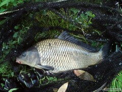Kliknutím fotografii zvětšíte Kapřík na Feeder