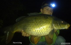 Kliknutím fotografii zvětšíte Kapr 76 cm, 8,5 kg