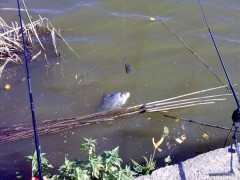 Kliknutím fotografii zvětšíte karasek na feeder