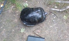 Kliknutím fotografii zvětšíte želva na hnojáka