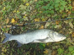 Bolen 82 cm 
