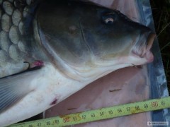 Kliknutím fotografii zvětšíte kapr 60cm