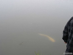 Kliknutím fotografii zvětšíte Albín 3