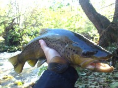 Pstruh Poto�n� 45,5 cm 