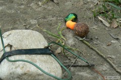 Kliknutím fotografii zvětšíte Na co to jezdíííííííííííí