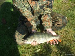 Kliknutím fotografii zvětšíte 43 cm 1,31kg