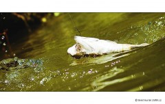 Kliknutím fotografii zvětšíte